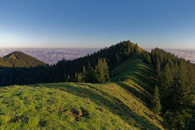 Stierkopf