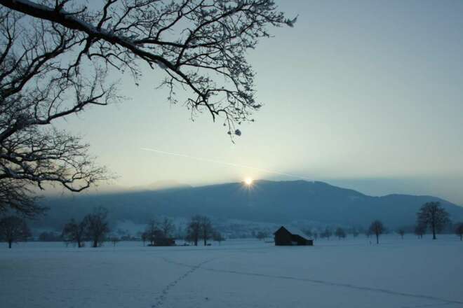 Bäume und Schneespuren