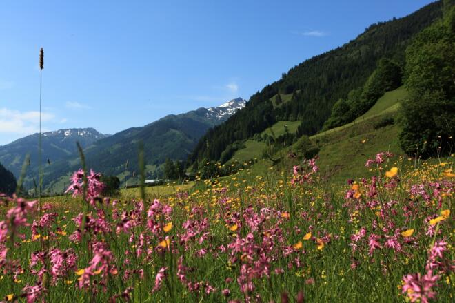 Blumenwiese am Weg