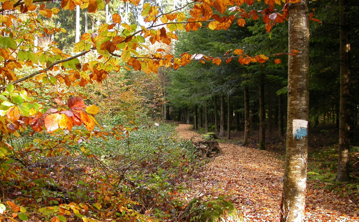 Herbst am Themenpfad Osing "Unser Wald im Wandel"