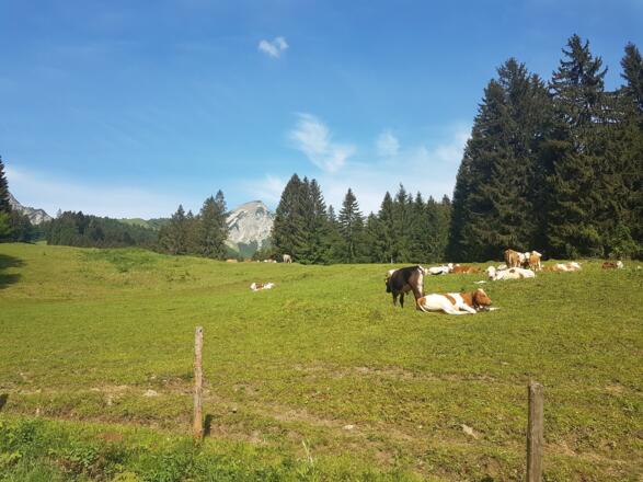 Almkühe auf den Ettenhauser Wiesen, im Hintergrund der Geigelstein