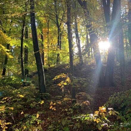 Buchenwald in der Amperschlucht