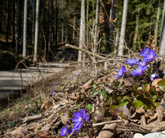erste Blüten