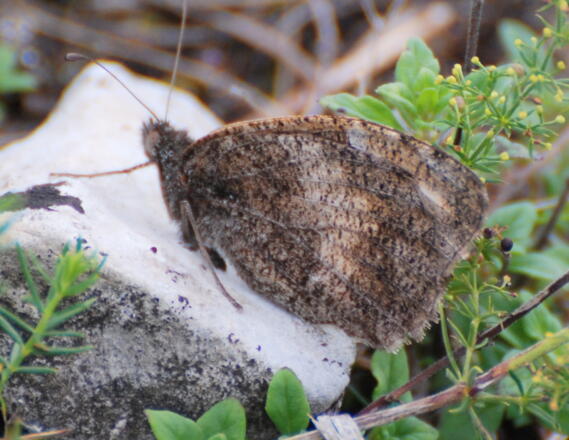 Die Berghexe benötigt Trockenrasen als Lebensraum.