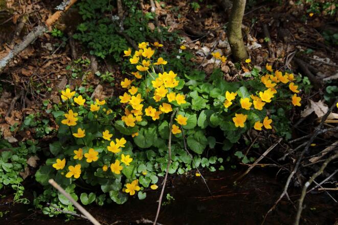 Sumpfdotterblumen entlang der Ache