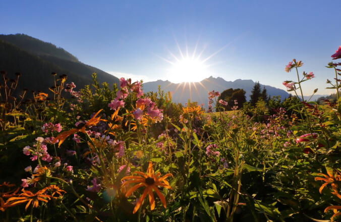 Blumen auf der Breitenebenalm