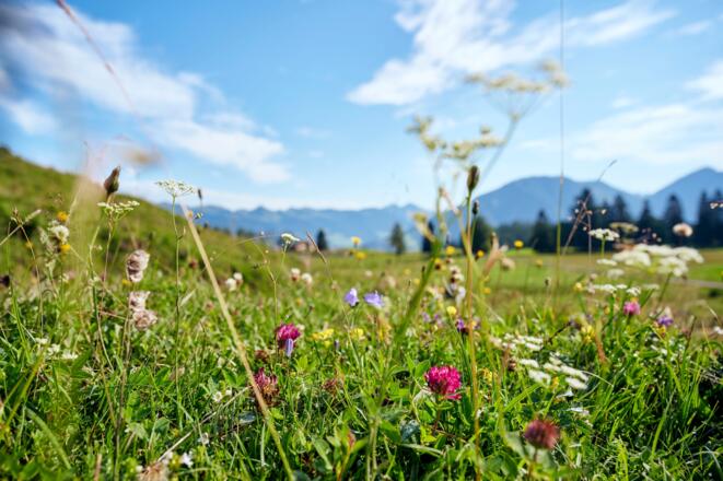 Blumenvielfalt auf der Tschengla