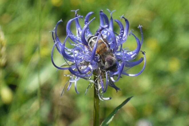 Teufelskralle mit Biene