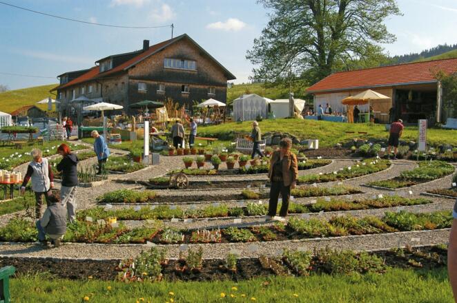 Kräutergarten Artemisia