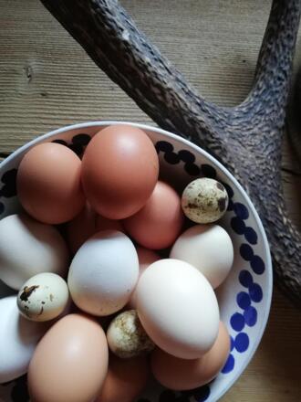 Bio-Eier vom Bauernhof Haslachhof