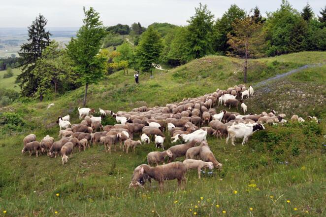 Seit Jahrhunderten wird der Hesselberg mit Schafen beweidet.