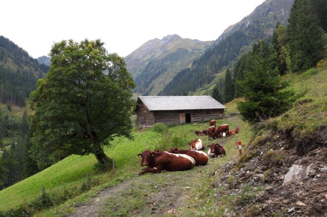 Kühe am Weg zu den Aigenalmen