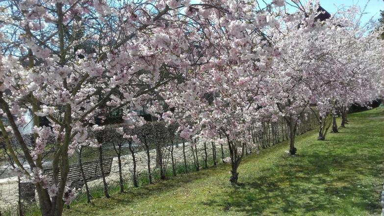 Frühling im Schlossgarten
