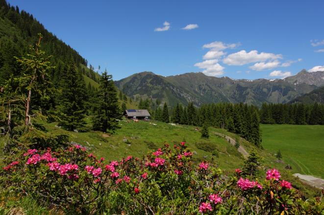 Hirschgrubenalm