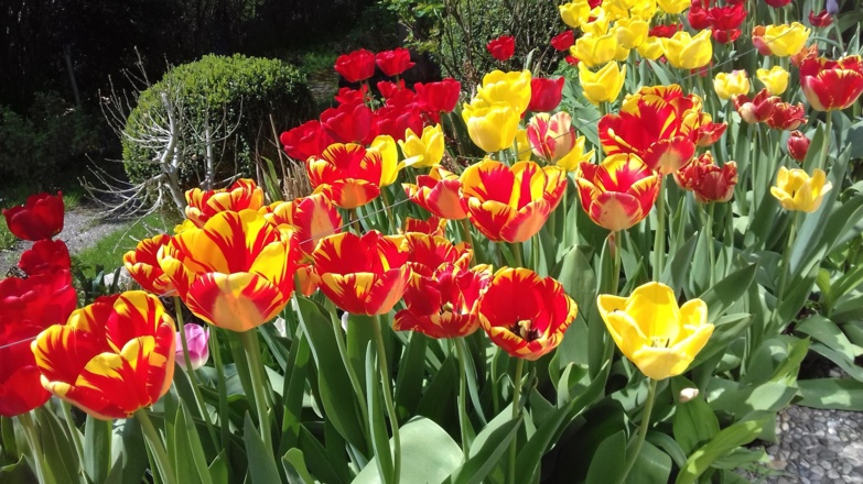 Frühling.jpg