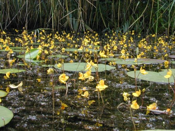 Biologiezentrum Teich.JPG
