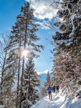 Durch den Winterwald geht es sanft bergauf