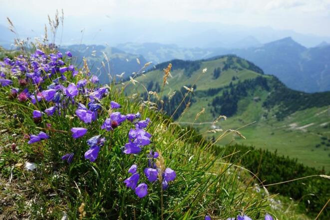 Glockenblumen am Gipfel