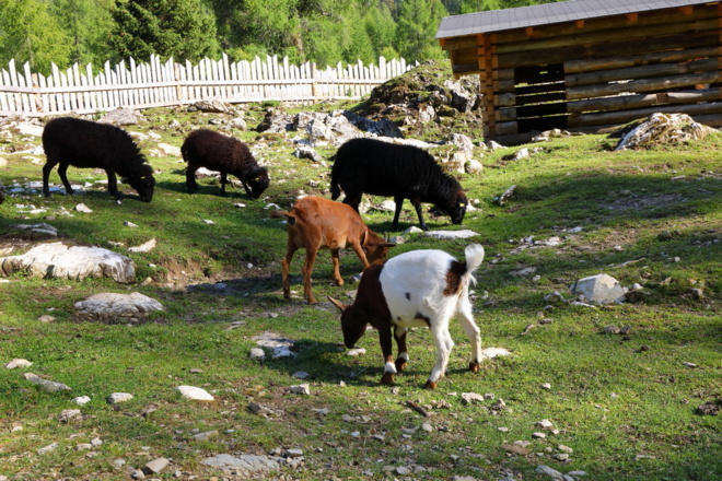 Streicheltiere auf der Filzmoosalm