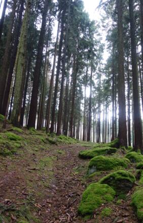 tolle Waldpfade