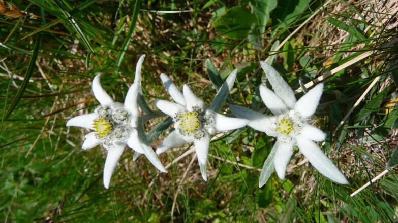 Edelweiß am Wegesrand 2012