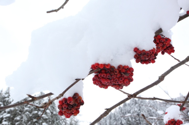 Vogelbeeren mit Schnee