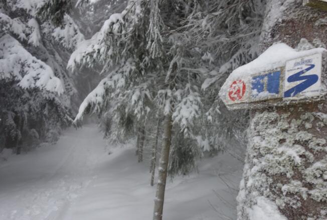 Über den Goldsteig blau am Nordhang entlang