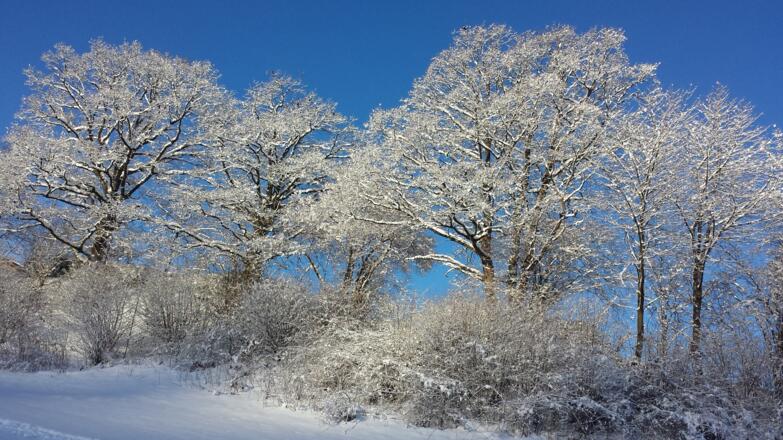 Wald Aufstieg der Skitour