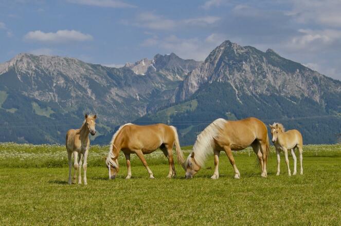 Urlaub auf dem Haflinger Hof im Allgäu