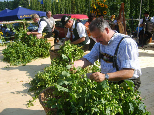 Hopfen-Pflücken in Maxlrain.