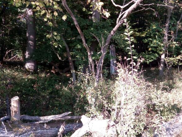 Blick in den naturbelassenen Wald