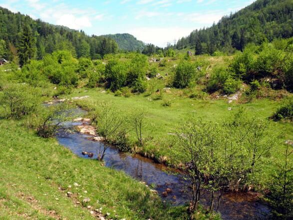 Moosbach um 735m