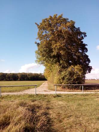 Allee in den Wald