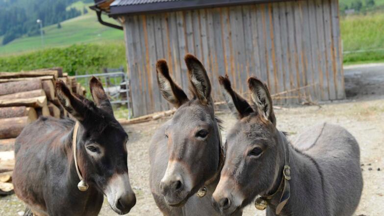 Aussenansicht im Sommer