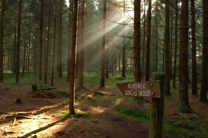 Rundweg durchs Moor