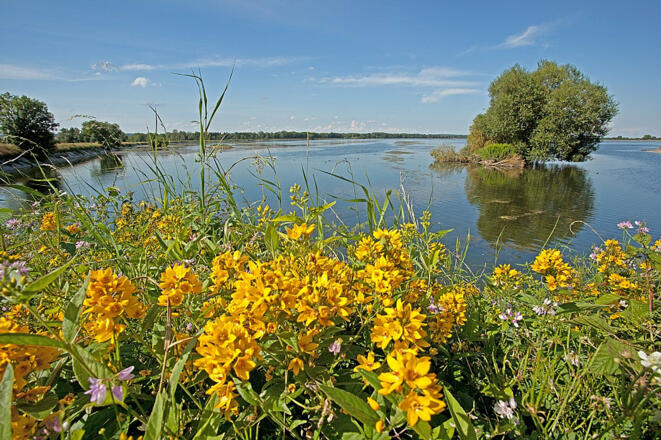 Fauna und Flora im NSG Mittlere Isarstauseen bei Moosburg