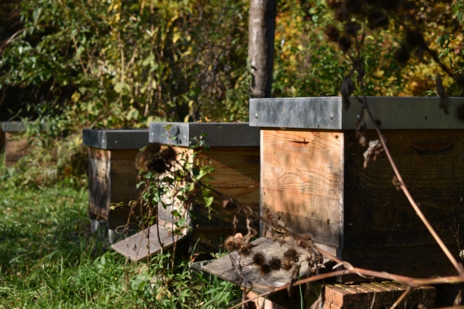 Bienenweide des ökologischen Bildungszentrums