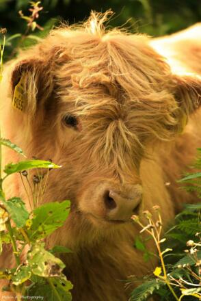 Hochlandkalb-Naomi