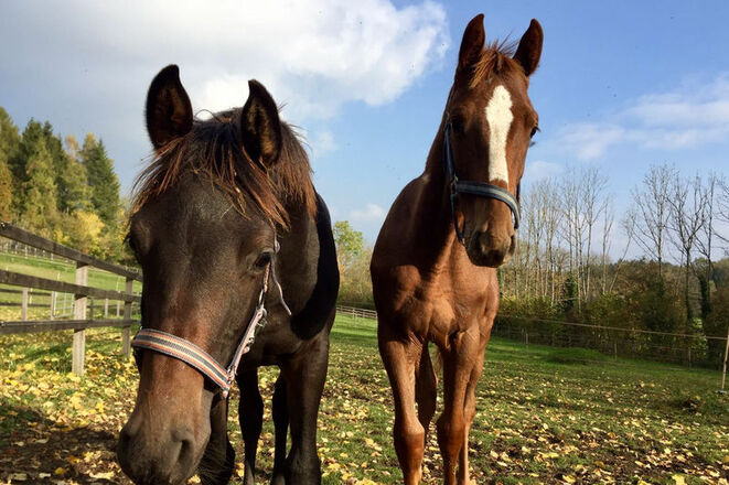 Pferde in der Reitschule Gut Ising
