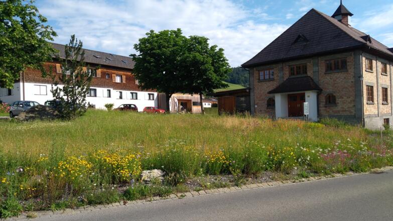 Blührand Vereinshauswiese