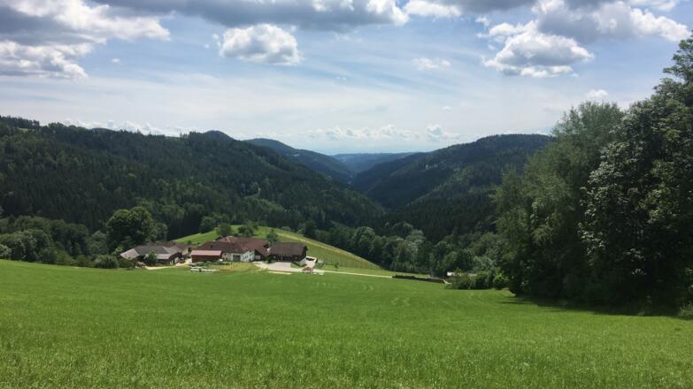 MTB-Runde St. Oswald 2 - Ausblick in die Mühlviertler Hügelwelt