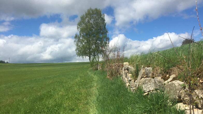 Wiesentrail auf der MTB-Runde in Windhaag bei Freistadt