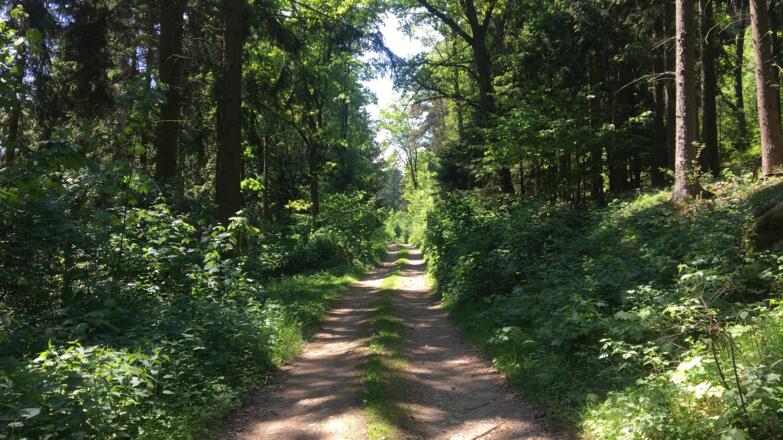 Waldweg entlang der Mountainbike Runde in Lasberg