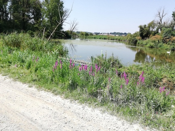 Biotop am Amperkanal