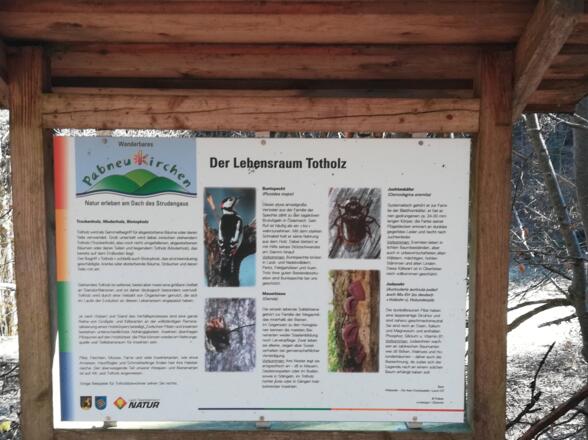 Urwaldabschnitt_Romantiktalweg