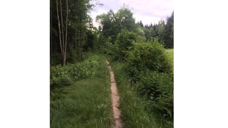 Trail auf der MTB-Strecke 2 in St. Oswald bei Freistadt