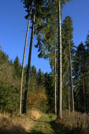 Gusen-Ursprung Runde