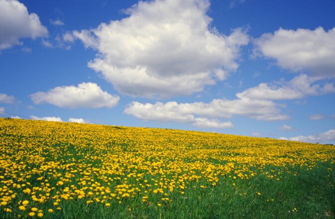 Frühling auf der Mühlviertler Alm