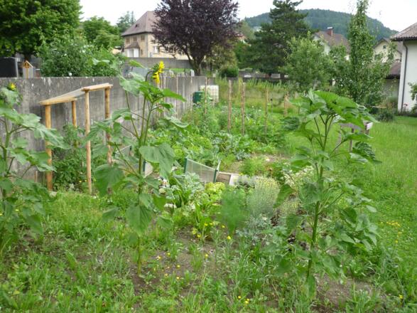 Gemeinschaftsgarten