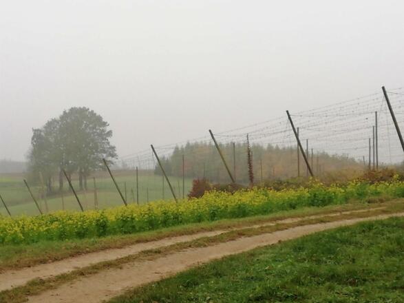 Hopfengärten im südlichen Streckenabschnitt kurz vor Oberhaindlfing